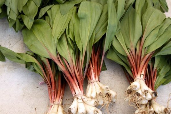 Ссылка кракен сайт зеркало